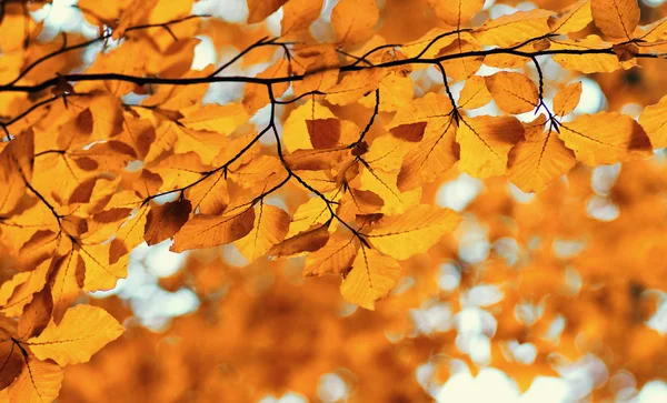 Autunno foglie sfondo. — Foto Stock
