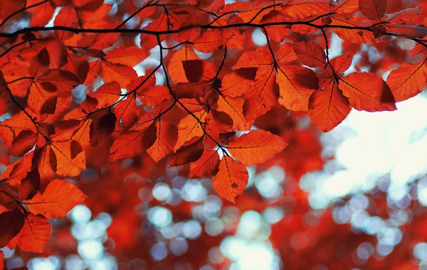 Herbstblätter an der Natur — Stockfoto