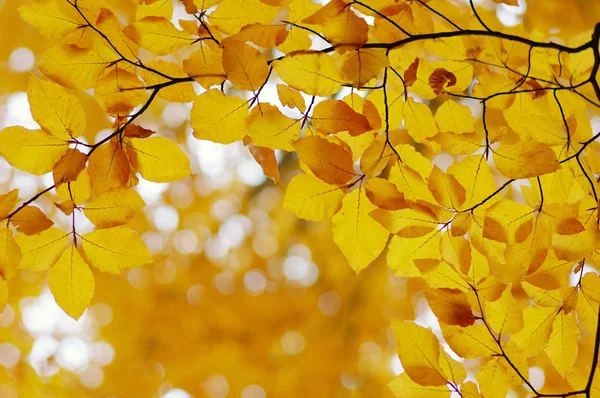 Podzim opustí pozadí. — Stock fotografie