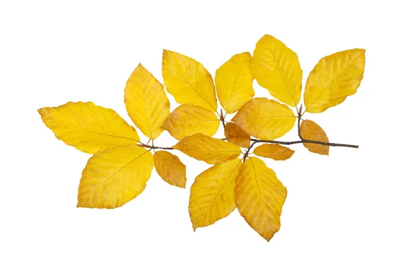 Autumn leaves isolated on white — Stock Photo, Image