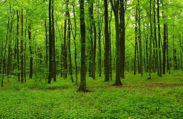 Green forest in spring Stock Photo