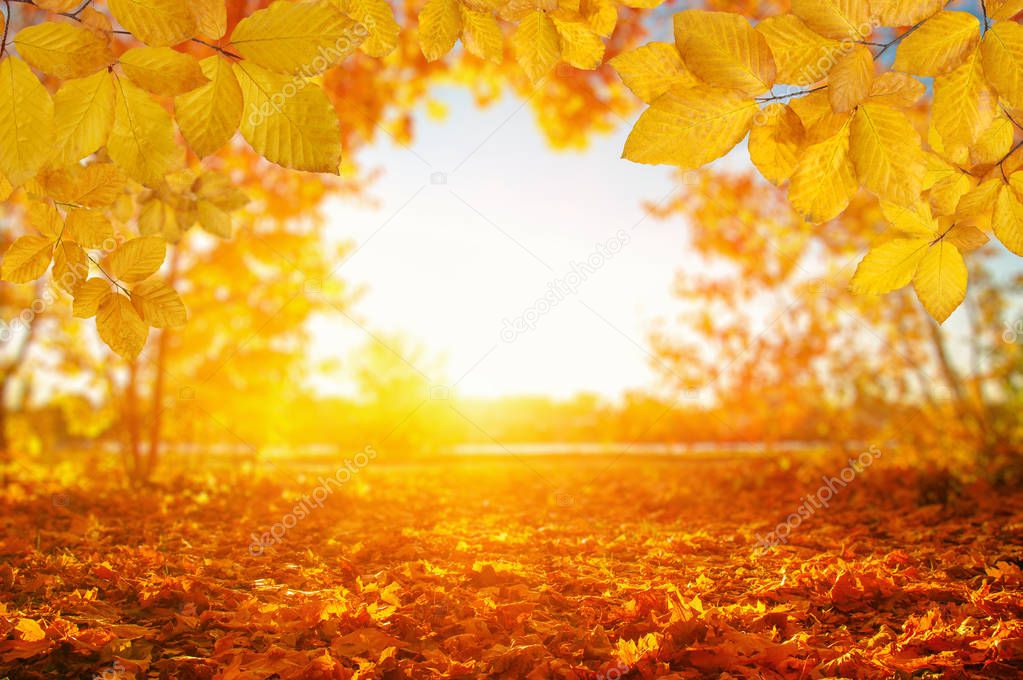  Autumn leaves on the sun