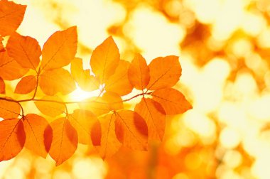 tarih Pzr sonbahar yaprakları