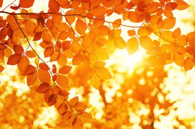 tarih Pzr sonbahar yaprakları