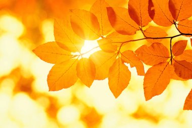 tarih Pzr sonbahar yaprakları