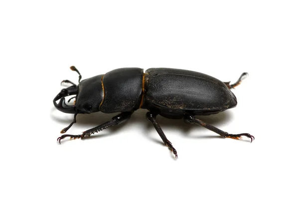 Чорний жук на білому — стокове фото