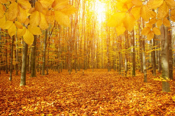 Podzimní listí na slunci — Stock fotografie