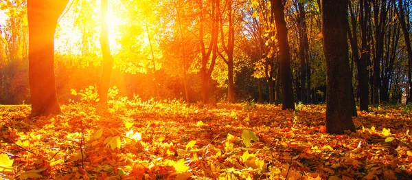 Herfst bomen op zon — Stockfoto