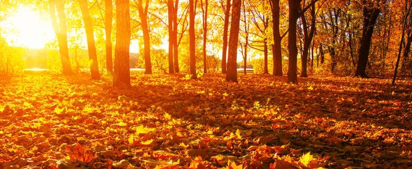 Опавшие листья осенью — стоковое фото