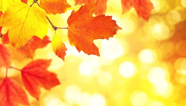 Branch with autumn leaves — Stock Photo, Image