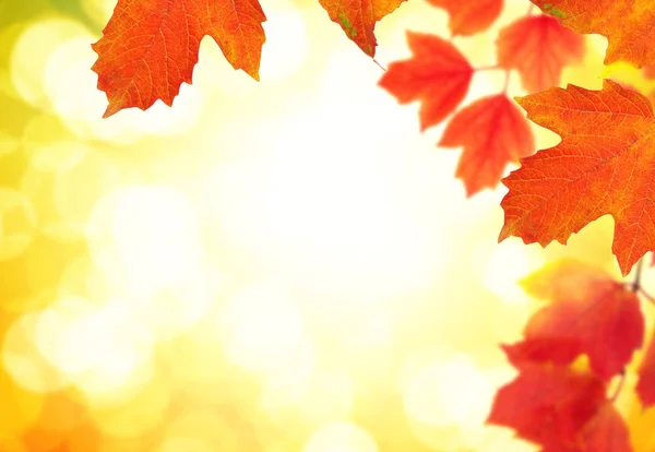 Zweig mit Herbstblättern — Stockfoto