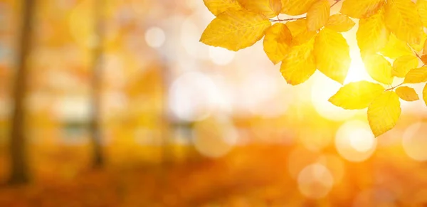 秋天的落叶，在太阳上 — 图库照片