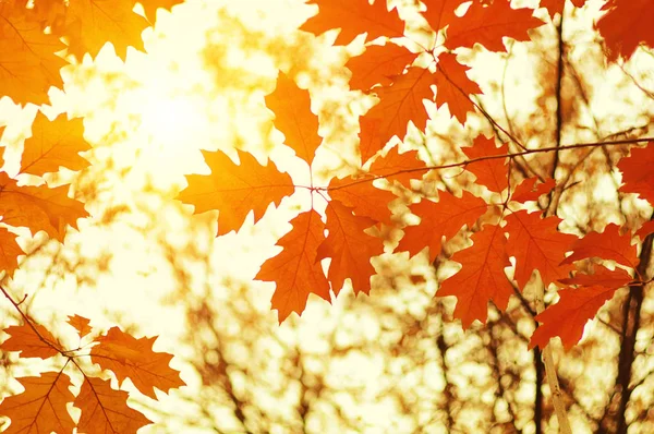 Hojas de otoño en el sol — Foto de Stock