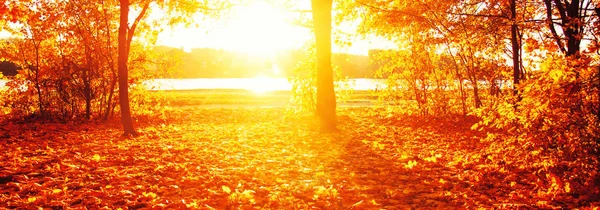 Jesienne drzewa promienie słońca — Zdjęcie stockowe