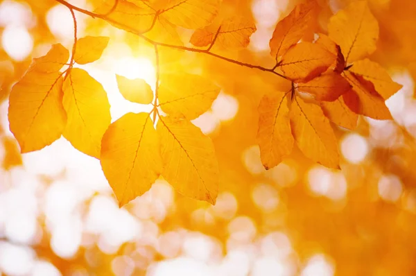 Autumn leaves on sun — Stock Photo, Image