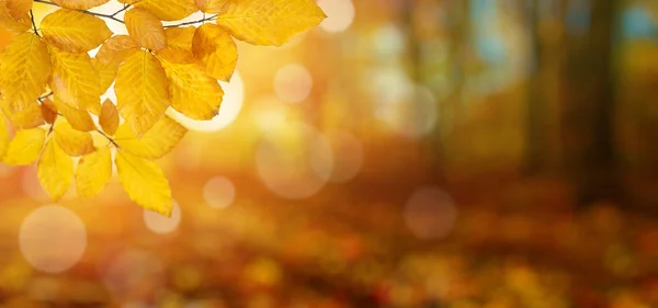 Herfstbladeren op zon — Stockfoto