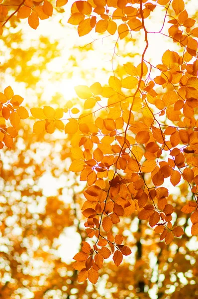 Feuilles d'automne sur le soleil — Photo