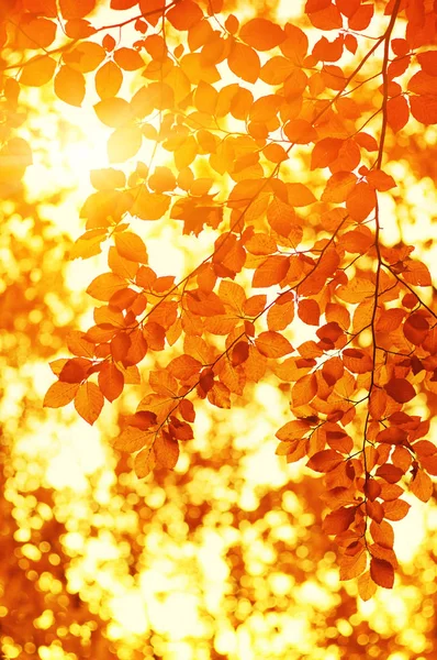 Folhas de outono no sol — Fotografia de Stock