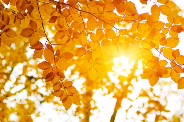 Herfstbladeren op zon — Stockfoto