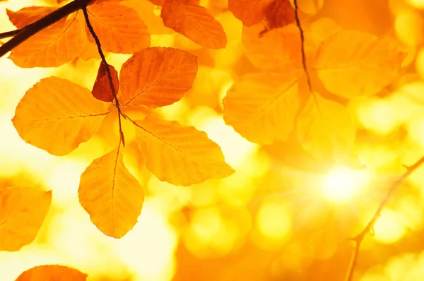 Autumn leaves on sun — Stock Photo, Image
