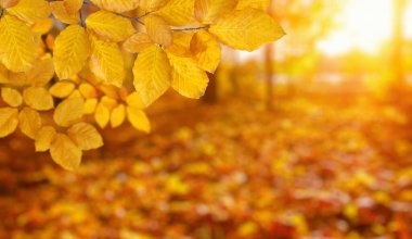  Güneşte sonbahar yaprakları ve bulanık ağaçlar. Sonbahar arkaplanı.