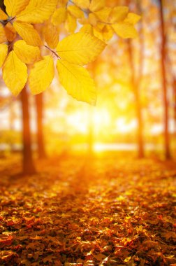  Güneşte sonbahar yaprakları ve bulanık ağaçlar. Sonbahar arkaplanı.