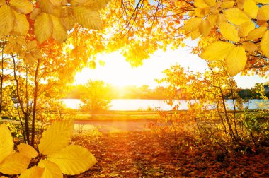  Güneşte sonbahar yaprakları ve bulanık ağaçlar. Sonbahar arkaplanı.