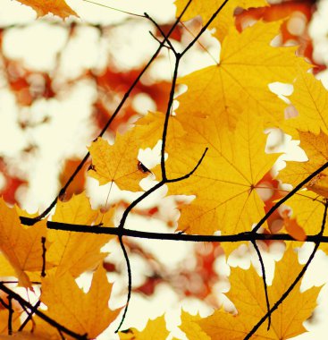  Bulanık doğa arka planında sonbahar yaprakları. Sığ odaklanma. Düştü..