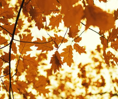 Sonbahar, sonbahar, yapraklar. Bulanık bir bokeh üzerinde sarı bir yaprağın ağaç dalı..