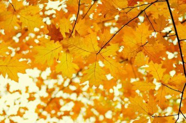  Bulanık doğa arka planında sonbahar yaprakları. Sığ odaklanma. Düştü..