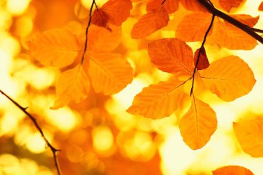  Bulanık doğa arka planında sonbahar yaprakları. Sığ odaklanma. Düştü..