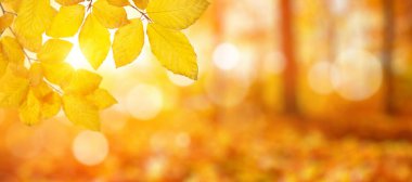 Güneşte sonbahar yaprakları. Sonbahar bulanık arkaplanı.