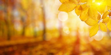 Güneşte sonbahar yaprakları. Sonbahar bulanık arkaplanı.