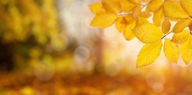 Güneşte sonbahar yaprakları. Sonbahar bulanık arkaplanı.