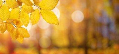 Güneşte sonbahar yaprakları. Sonbahar bulanık arkaplanı.