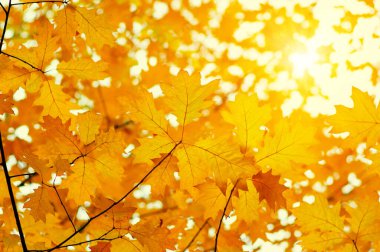 Güneşte sonbahar yaprakları. Sonbahar bulanık arkaplanı.