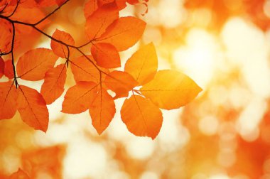 Güneşte sonbahar yaprakları. Sonbahar bulanık arkaplanı.