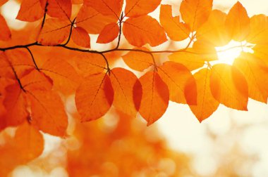 Güneşte sonbahar yaprakları. Sonbahar bulanık arkaplanı.