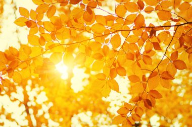 Güneşte sonbahar yaprakları. Sonbahar bulanık arkaplanı.