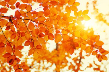 Güneşte sonbahar yaprakları. Sonbahar bulanık arkaplanı.