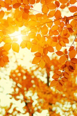 Güneşte sonbahar yaprakları. Sonbahar bulanık arkaplanı.