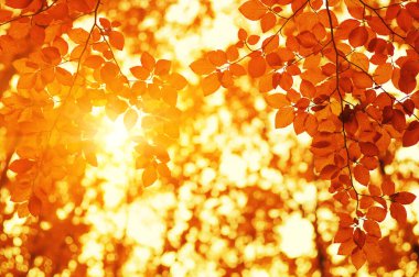 Güneşte sonbahar yaprakları. Sonbahar bulanık arkaplanı.