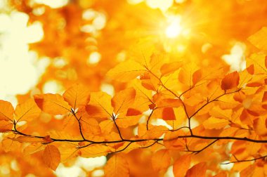 Güneşte sonbahar yaprakları. Sonbahar bulanık arkaplanı.