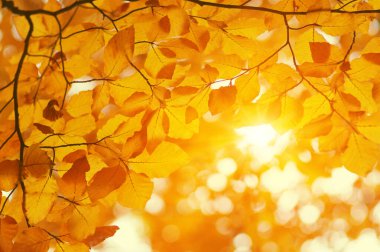 Güneşte sonbahar yaprakları. Sonbahar bulanık arkaplanı.