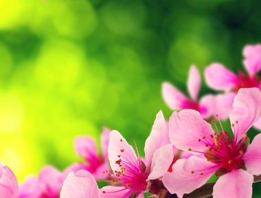  Bulanık doğa geçmişi üzerinde çiçekler. Bahar çiçekleri. Yeşil bokeh ile arka plan