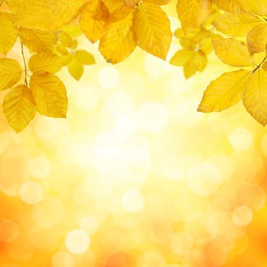  Güneşte sonbahar yaprakları ve bulanık ağaçlar. Sonbahar arkaplanı.