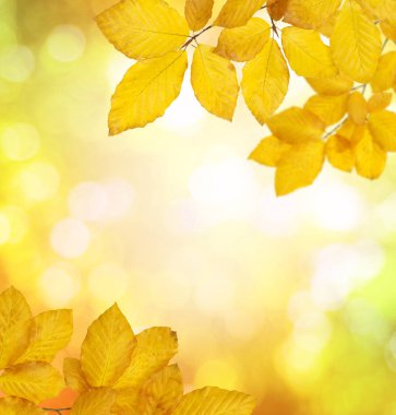  Güneşte sonbahar yaprakları ve bulanık ağaçlar. Sonbahar arkaplanı.