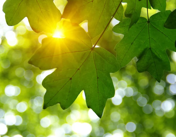 Gröna Blad Och Sol Våren — Stockfoto
