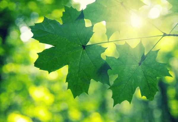 Зеленые Листья Солнце Весной — стоковое фото