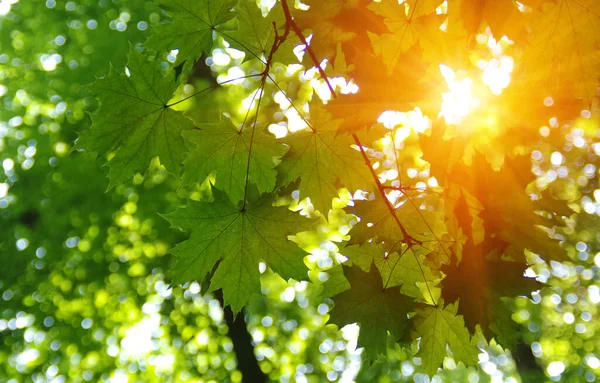 Grüne Blätter Und Sonne Frühling — Stockfoto